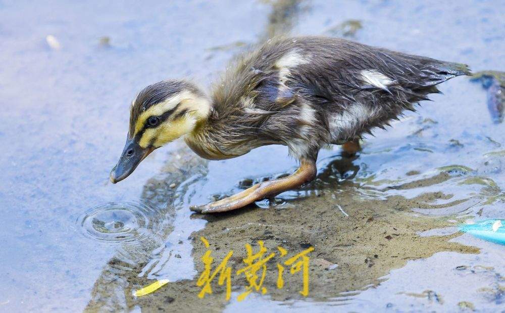 1只鸭妈妈带9个“鸭宝宝”：济南夏日明湖“鸭”力十足