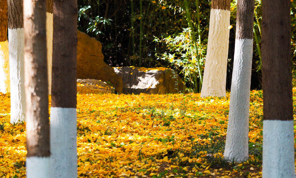 寒潮带来的美丽景色，济南五龙潭金色落叶美如锦毯