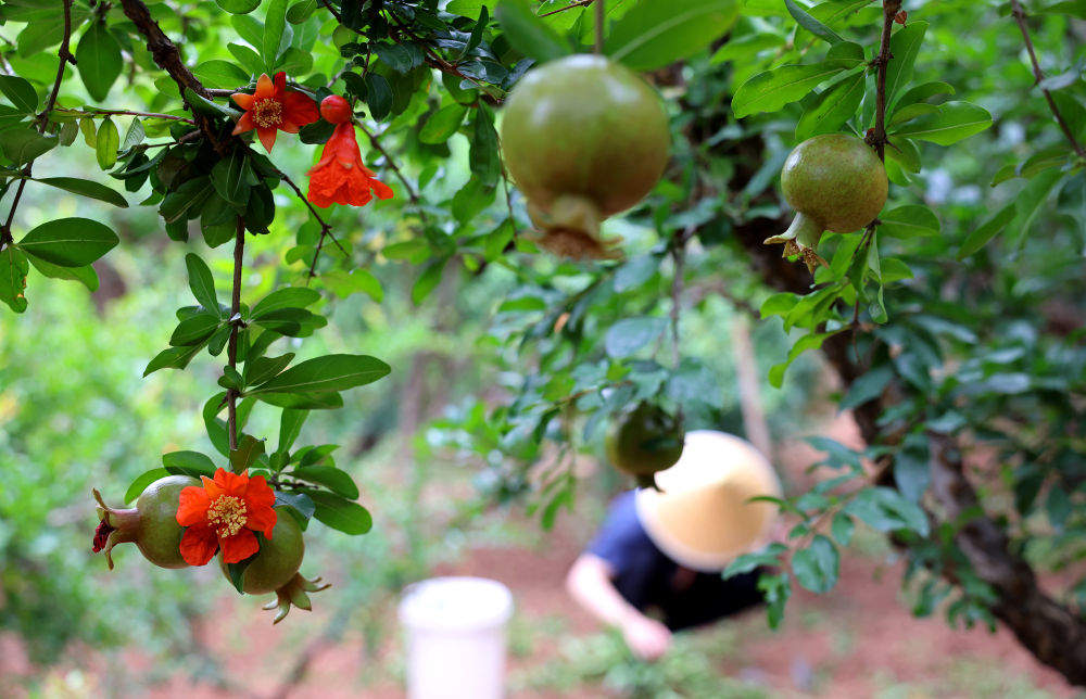 习近平总书记引领中国从脱贫攻坚迈向乡村全面振兴