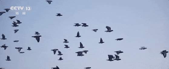 遇到疑似“迷路鸽”该怎么办？一文了解