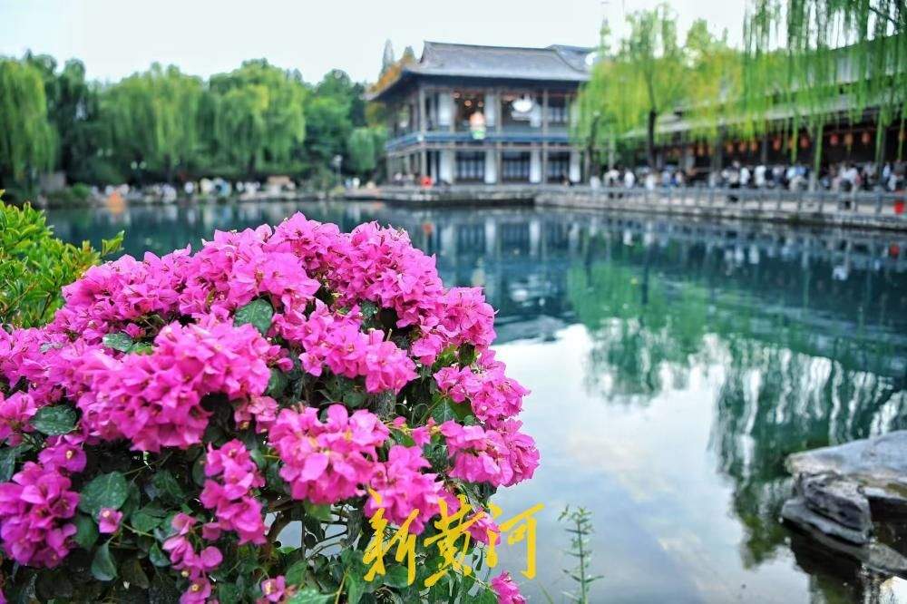 济南五龙潭新添美景，三角梅盛放绘就秋日画卷