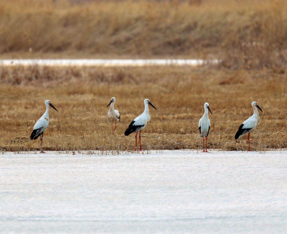 镜观·回响｜生态美，旅游兴——查干湖的绿色交响