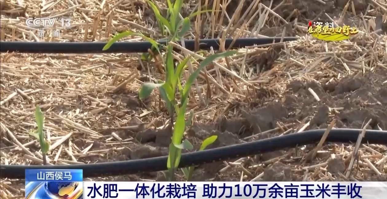 秋粮丰收在望 10月的神州大地是金色的