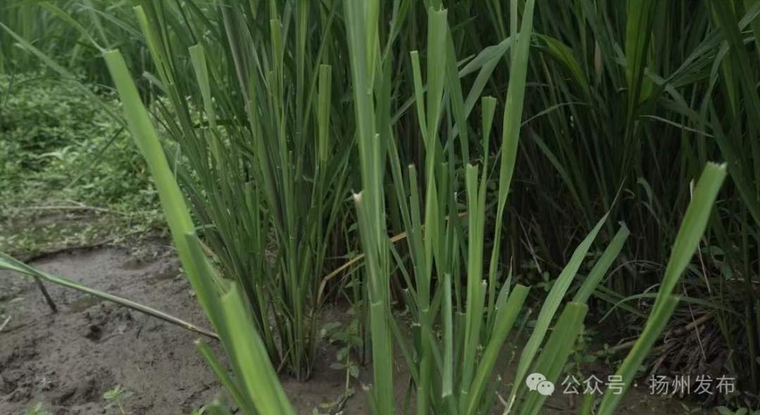 扬州出逃54天的卡皮巴拉“豆包”现身！抓捕专班人员：它想家了