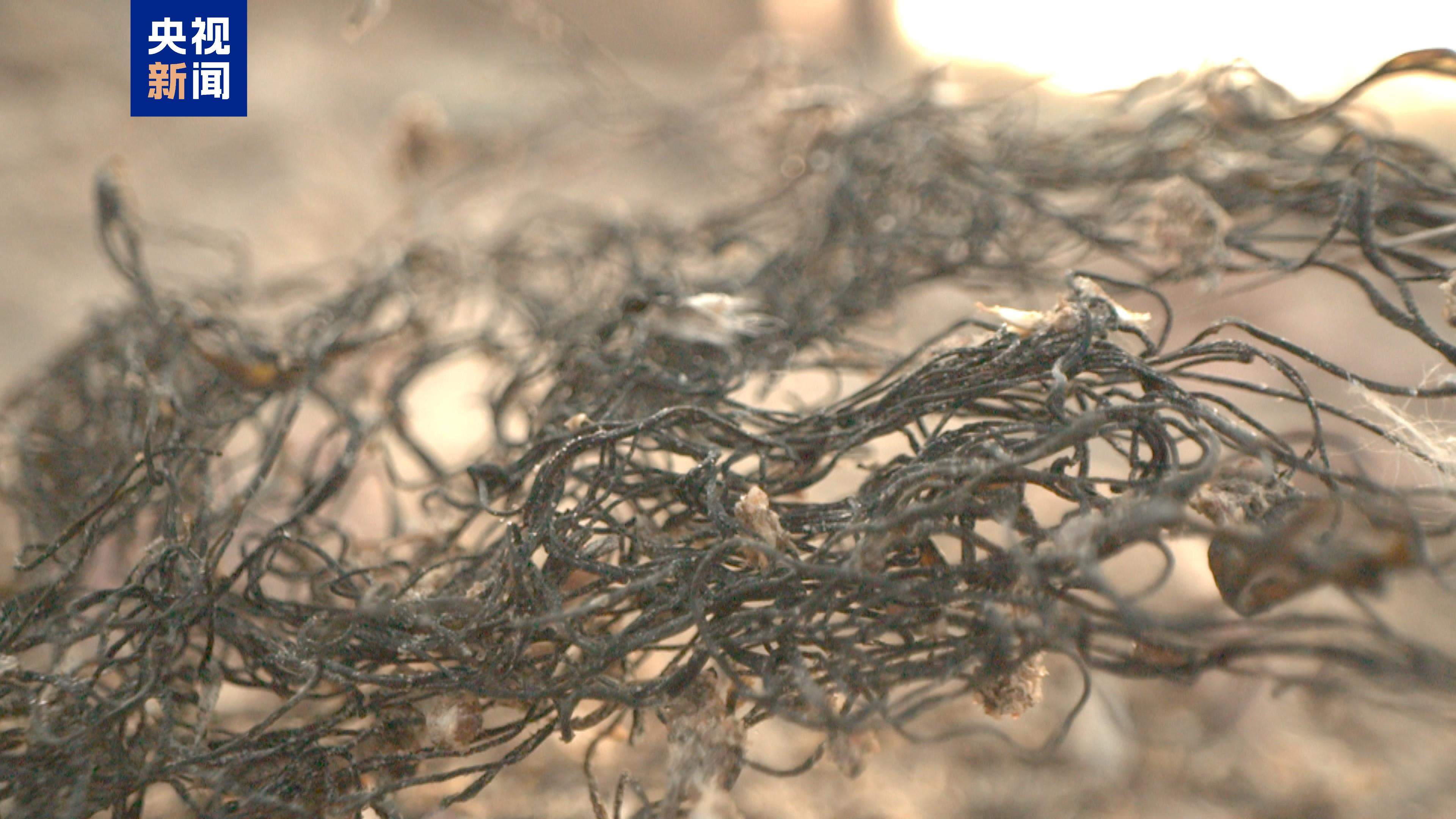 “头发”长在沙地上?宁夏发现大规模国家一级保护植物发菜群落