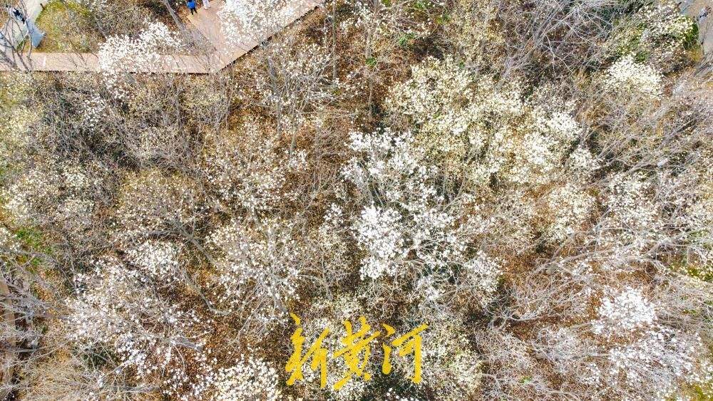 地铁站旁最近的玉兰花海，走出车站融入春景中