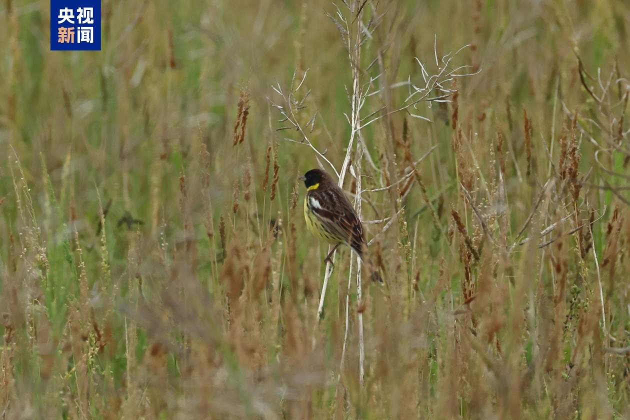 湖南新宁发现一级重点保护野生鸟类黄胸鹀