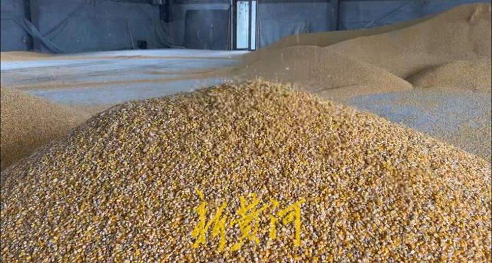 泉城秋收回望图丨技与保！烘干塔里的颗粒归仓