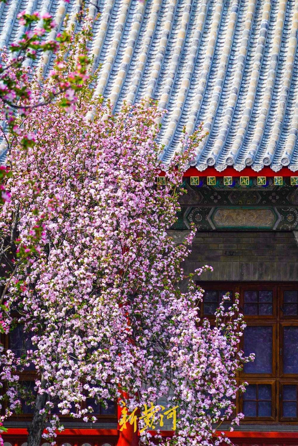 百年老街邂逅春日花事 古建筑博物馆迎来首个赏花季