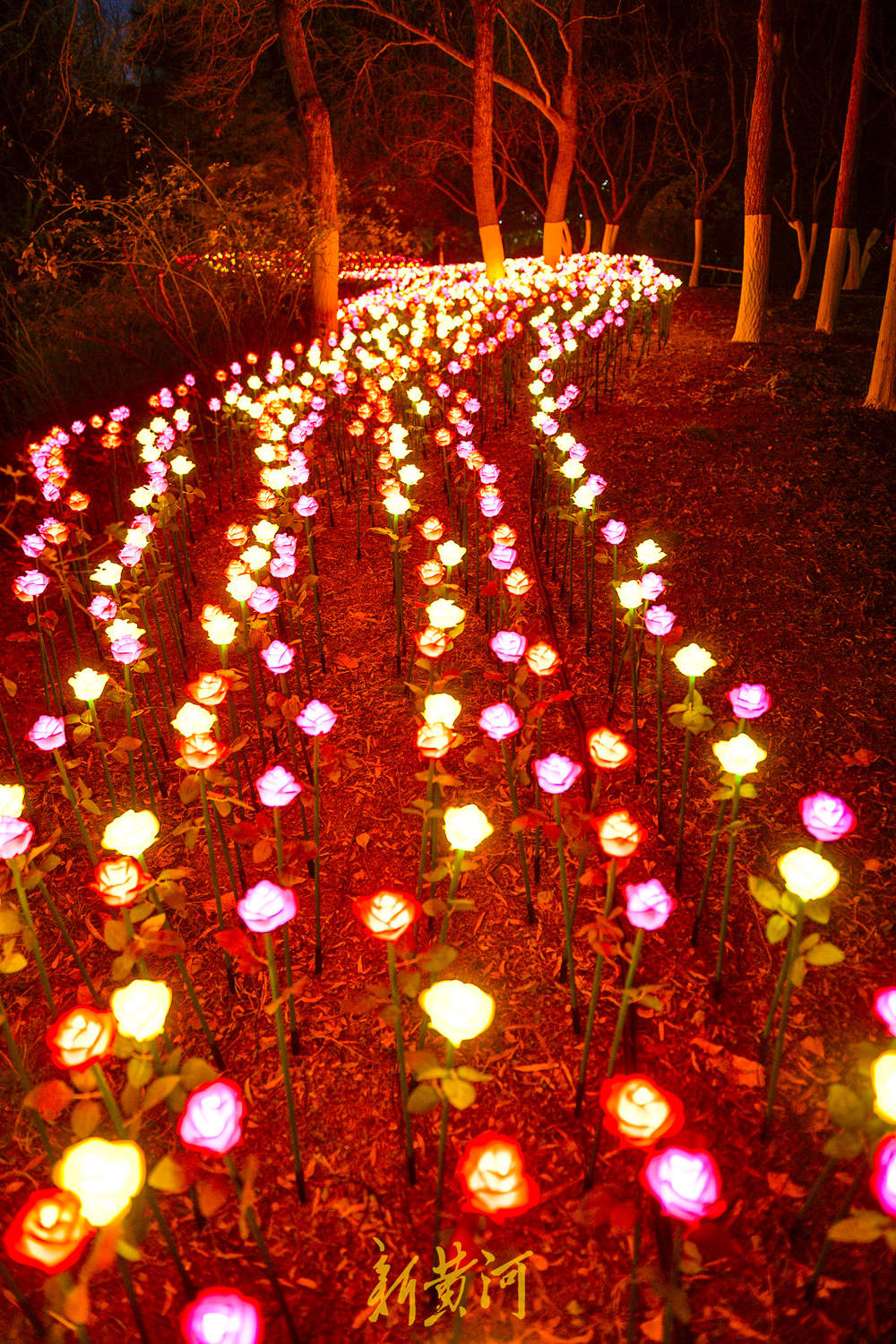 泉畔新春灯饰亮相 玫瑰花海与芦苇光影共绘泉城夜色