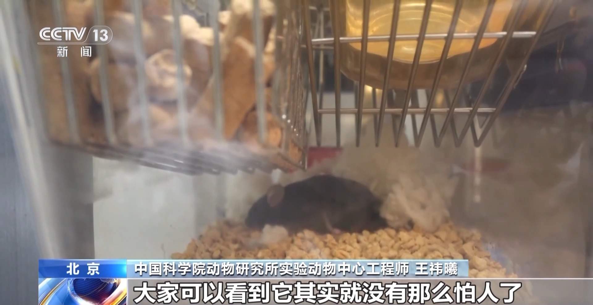 航天小鼠已顺利产下三窝后代 空间繁育研究获新进展