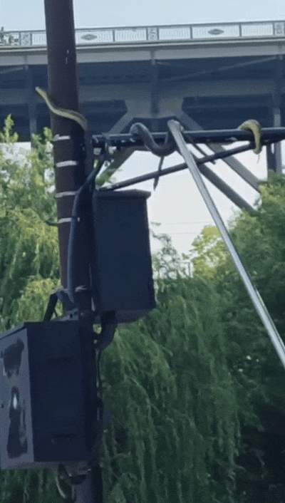 武汉江滩大蛇爬上监控杆 专家：蛇在高处避水属应激反应