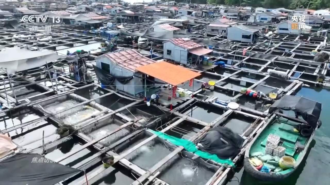 焦点访谈丨保护海洋生态 守好人海和谐的蓝色家园