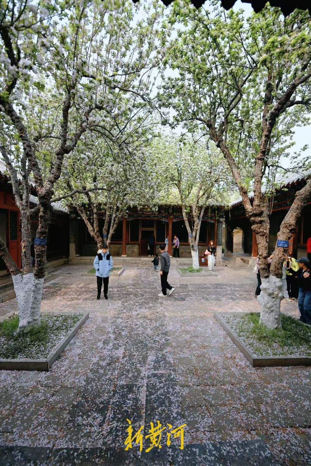 一年四季 泉在济南｜太惊艳！趵突泉公园万竹园里落下“海棠花雨”