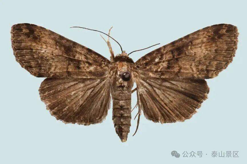 泰山昆虫调查第四次发现山东新记录：泰山脊蕊夜蛾
