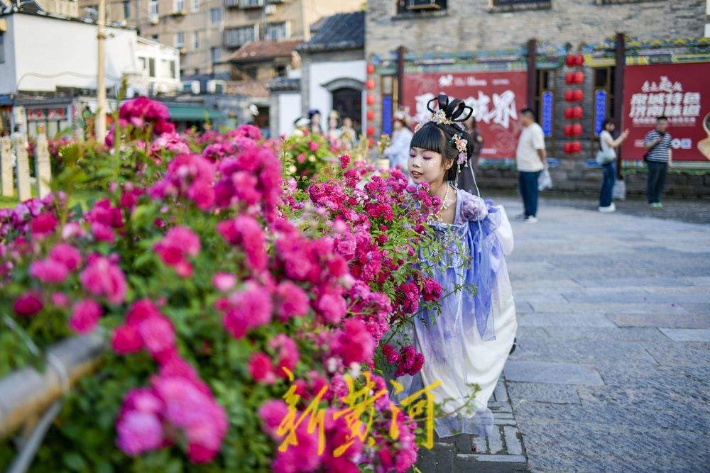 老城区新晋花墙打卡点 解锁初夏古城浪漫