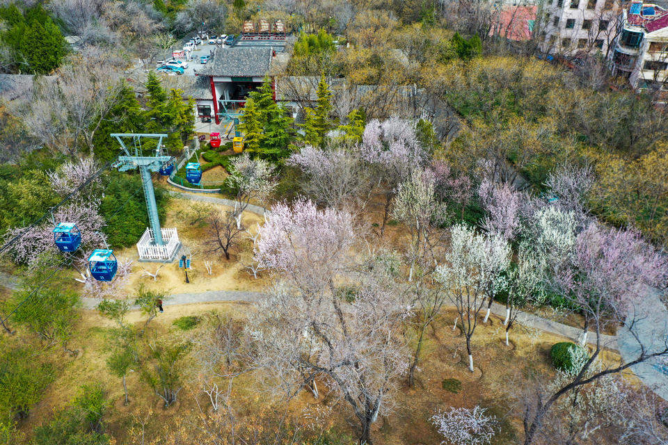 航拍济南千佛山桃园，桃红杏白构成粉白花海