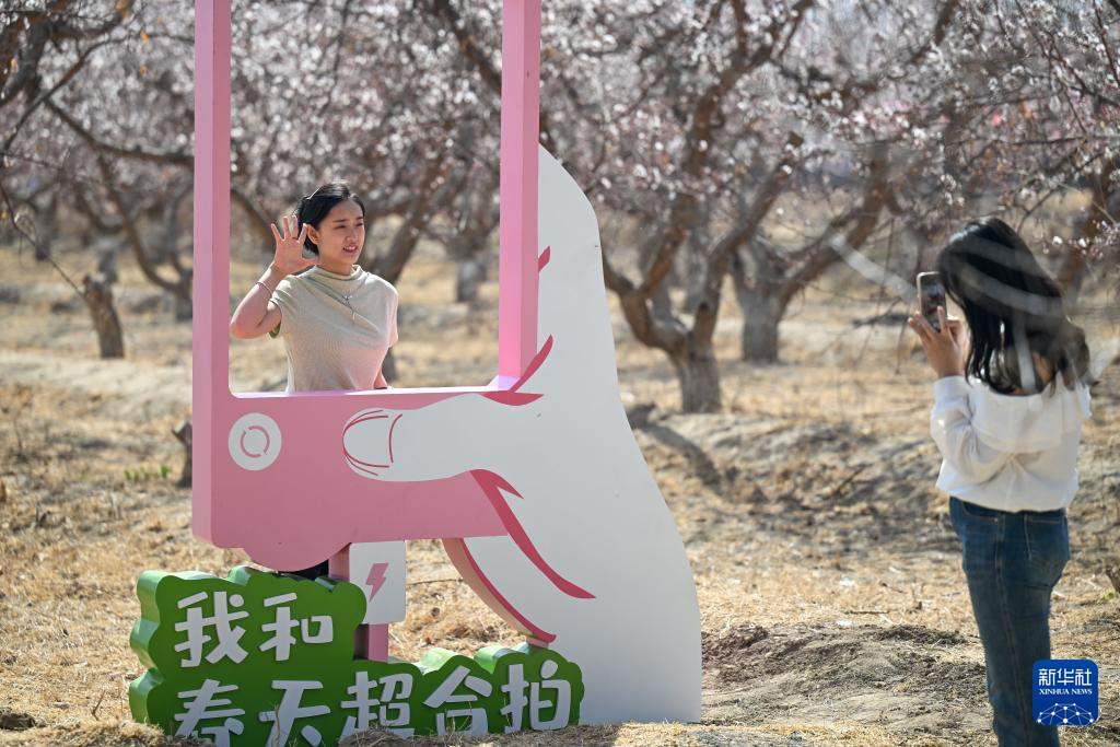 新疆吐鲁番：赴一场杏花之约