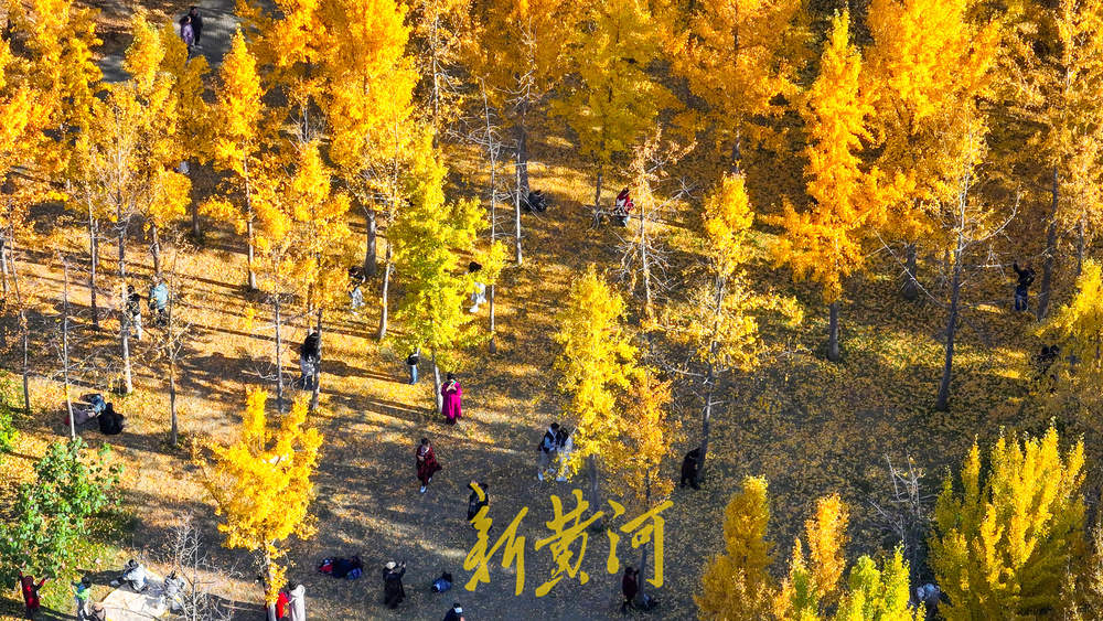 醉美银杏林上线，深秋的济南迎来“颜值巅峰”