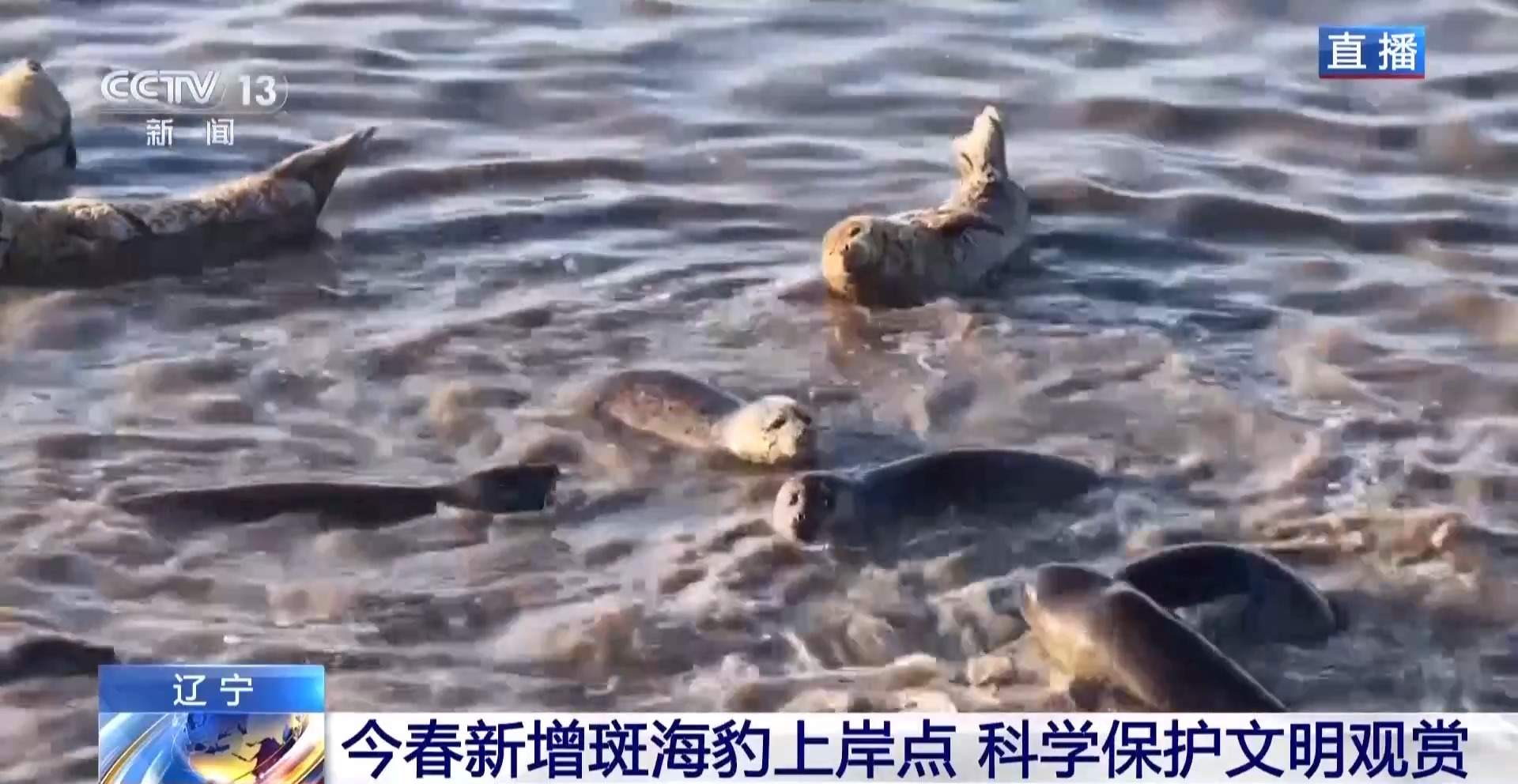 超800只野生斑海豹现身辽东湾