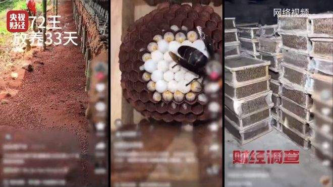 “杀人蜂”遭滥养 有人赚得盆满钵满 央视曝光