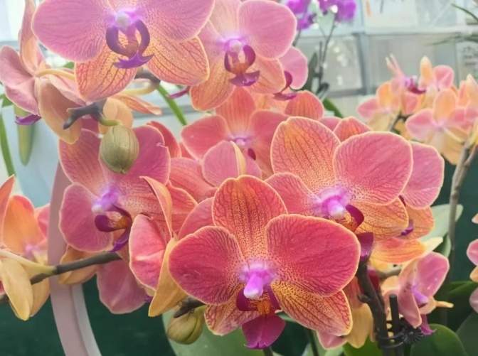 破解世界性难题！中国人实现了“蝴蝶兰自由”