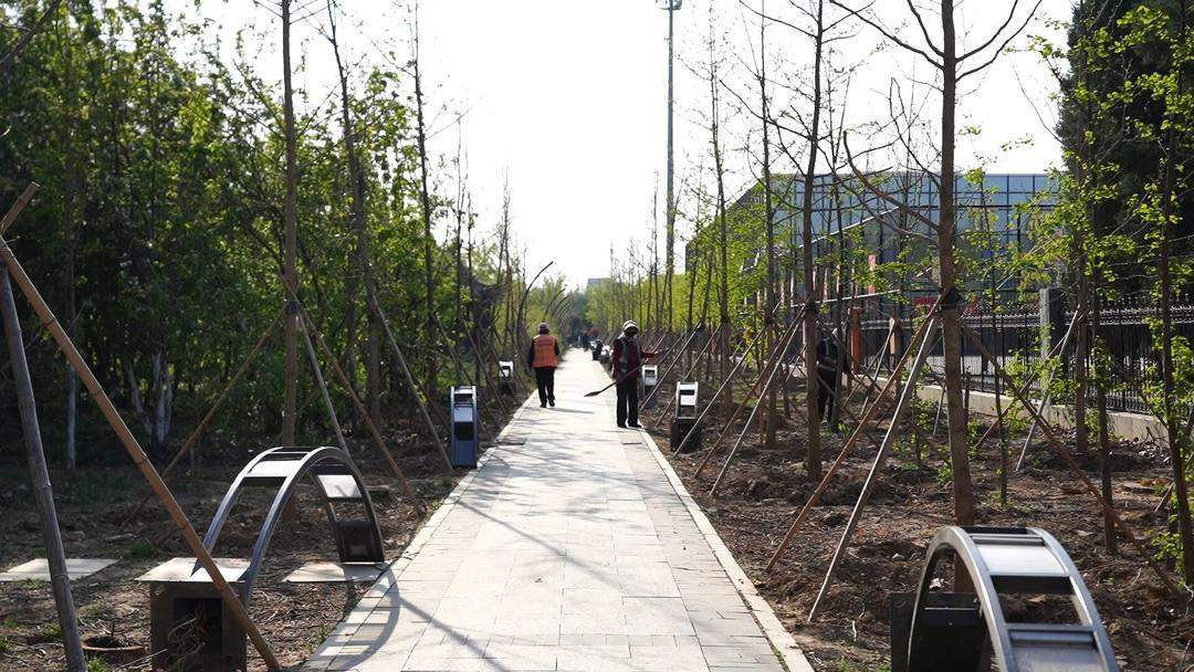 柳絮飘飞季 山东各地重拳出击护民生