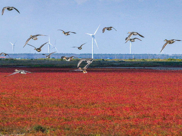 万物“赴”苏竞自由——解码人与自然和谐共生的“江苏样本”