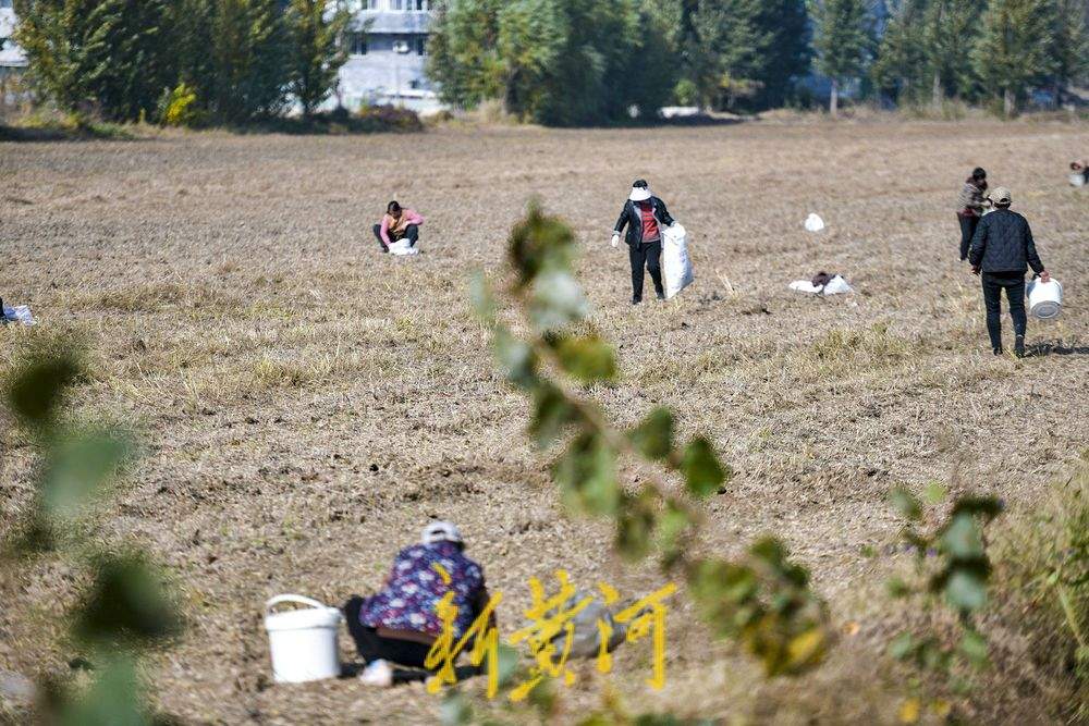 济南秋收颗粒归仓：机器轰鸣收割大豆，人工拾穗紧随其后