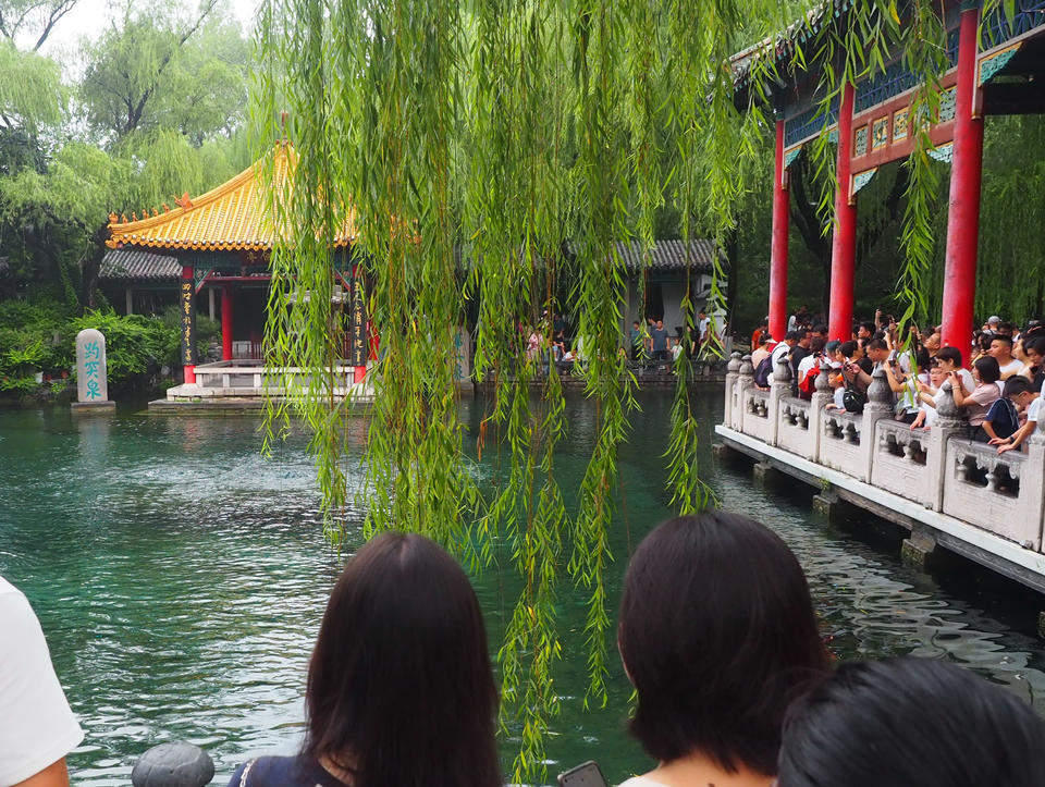 趵突泉游客留影的“黄金点位”，如今被垂柳枝条挡住了