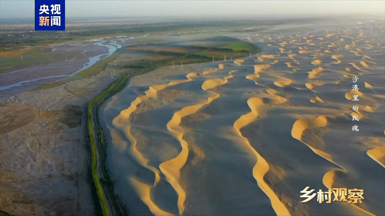 视频丨荒漠也可以成花海 看“沙漠玫瑰”背后的生态之变