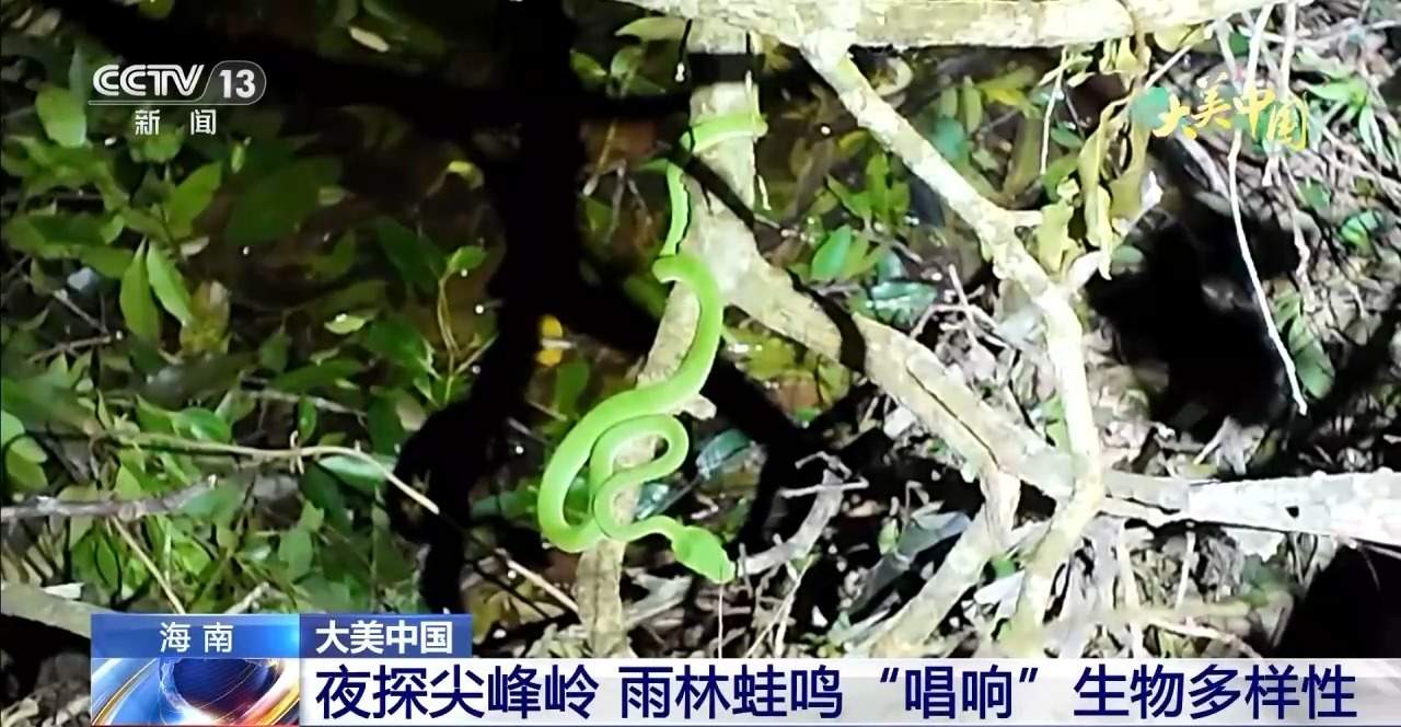 夜探尖峰岭 雨林蛙鸣“唱响”生物多样性