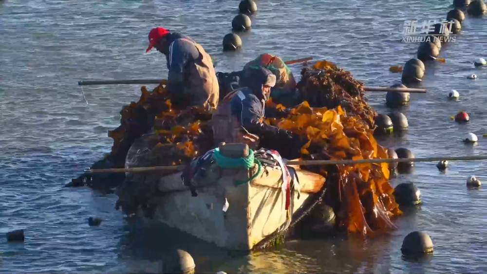 山东荣成：18万亩海带进入间割收获期