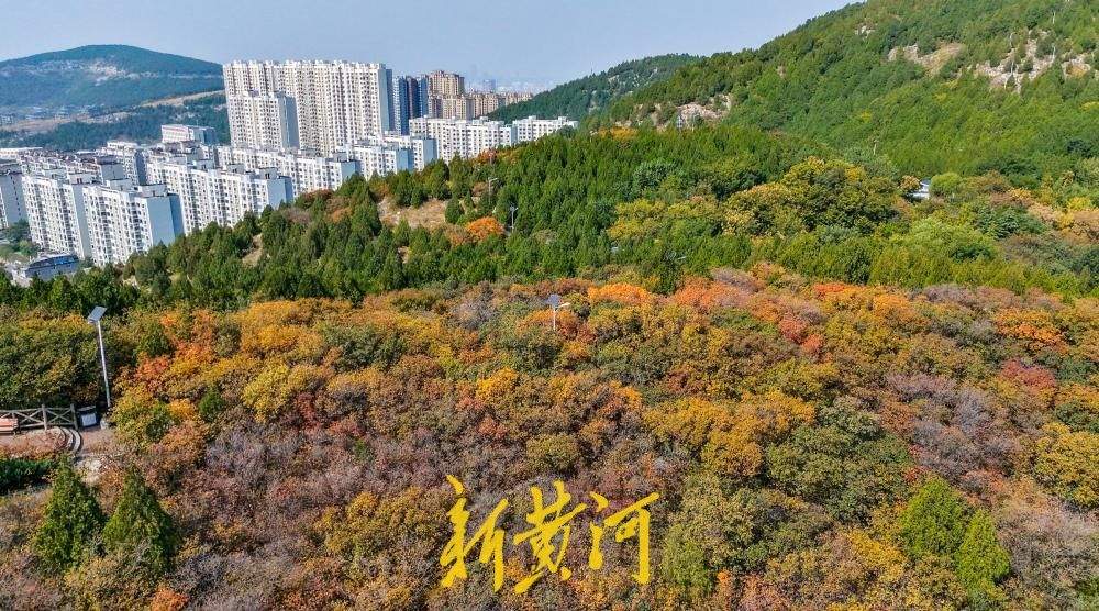 济南郎茂山红叶漫山，秋意正浓