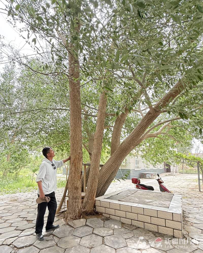 环着沙漠看新疆｜看平凡治沙人种下的“春天”