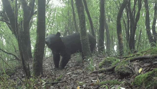 “鸟类叫声像人说话，令人害怕” 记者回忆哀牢山科考经历