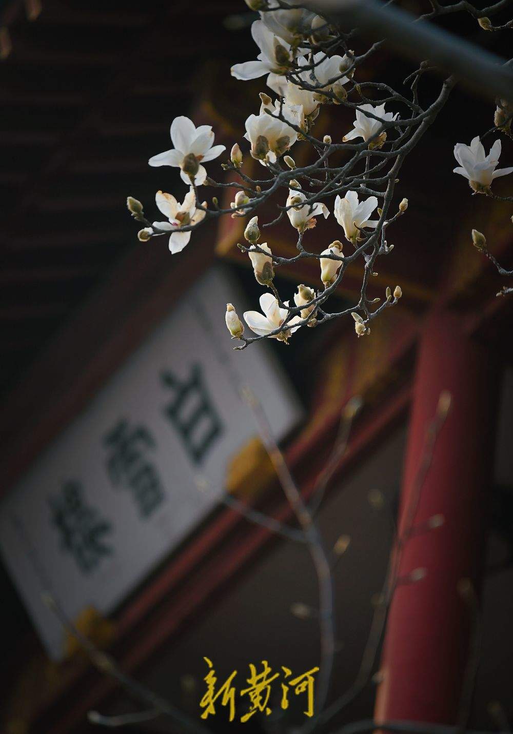 泉城气温持续回暖  趵突泉畔玉兰花开满目春