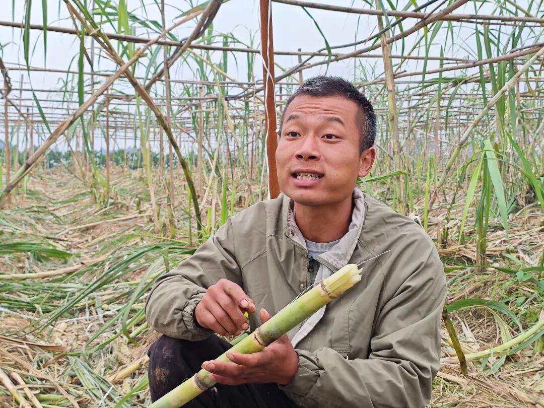 四川眉山“偷甘蔗”现场：民警到场维持秩序，老板称以前想当网红，现在累得笑不出来