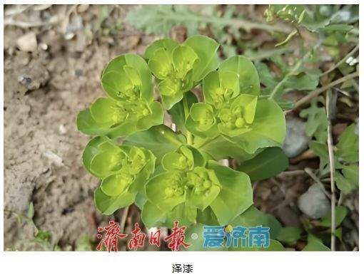 春日吃野菜不冒险：济南疾控发布“叶部可食野菜与有毒植物鉴别全攻略”