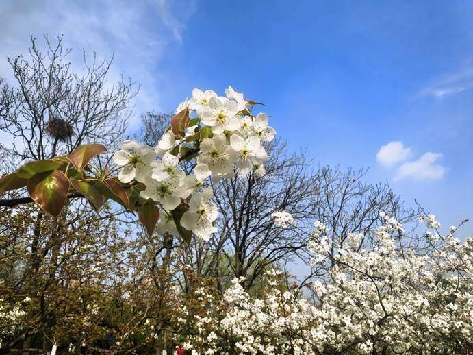 济南千佛山的梨花，开出了一片白色的春天