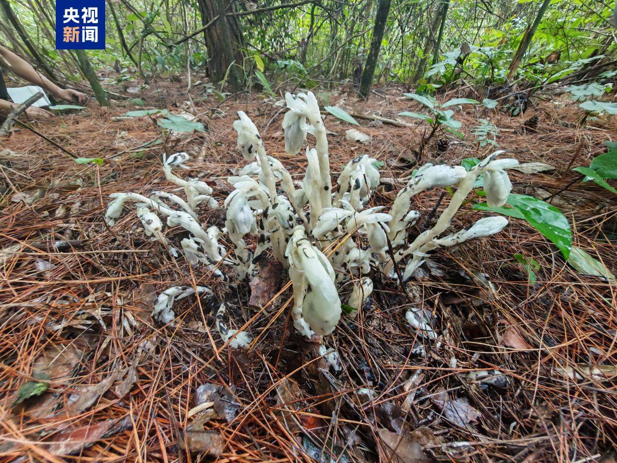 重庆秀山发现国家近危级“幽灵草”130余株