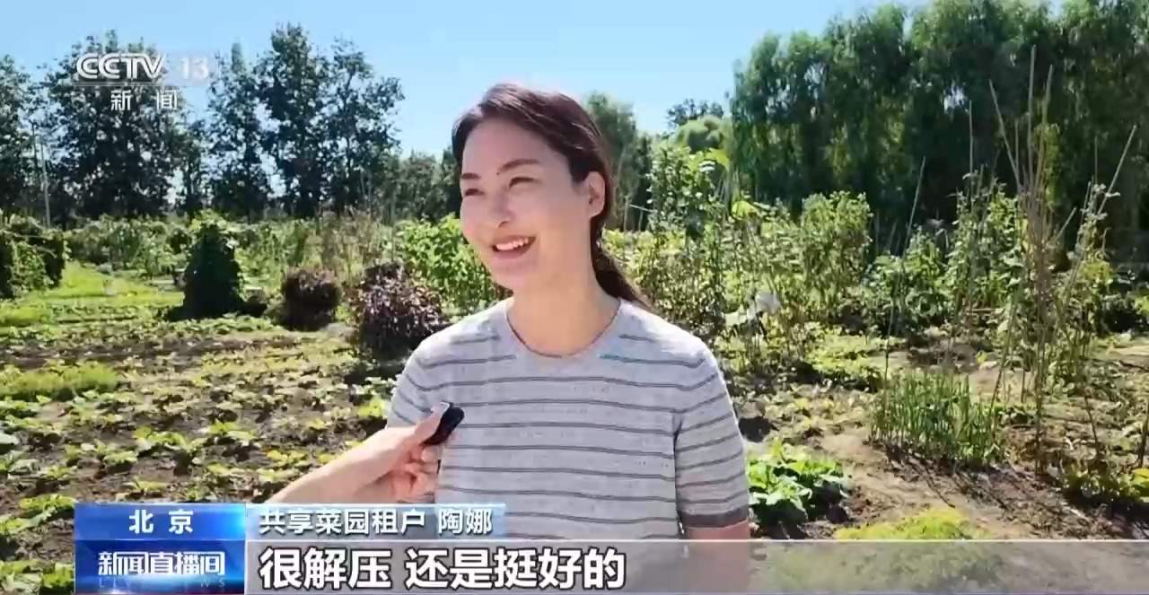 “工位种菜”走红 蔬菜盆栽成了“上班搭子”