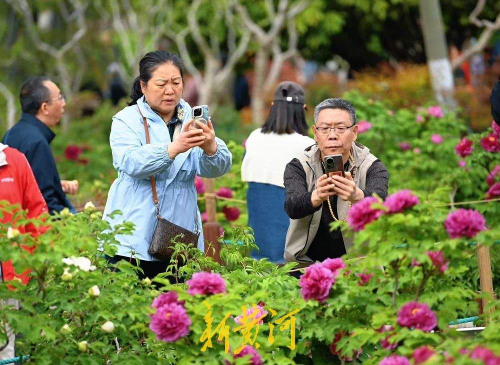 国色天香、富贵满园，泉城公园牡丹花盛开引来众多赏花者