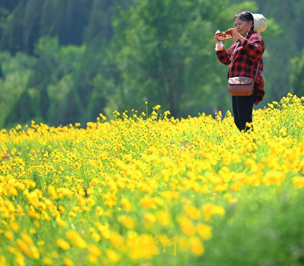 一年四季 泉在济南｜济南蚰蜒山下金菊盛放，游人徜徉花海争相打卡