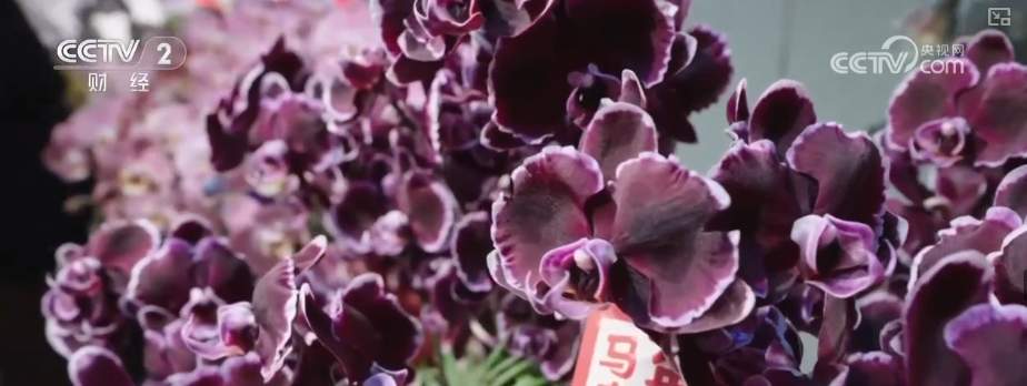 年宵花市开启“抢购模式” 小众品种成“当家花旦”购销两旺