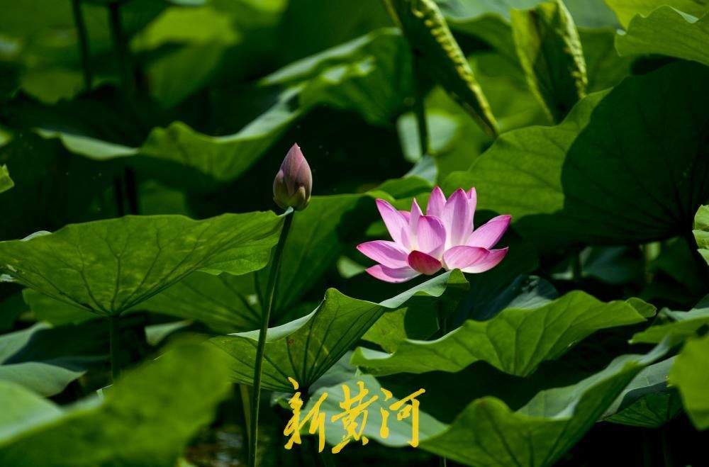 一年四季 泉在济南丨碧荷连天映日红 明湖荷花进入“高光时刻”