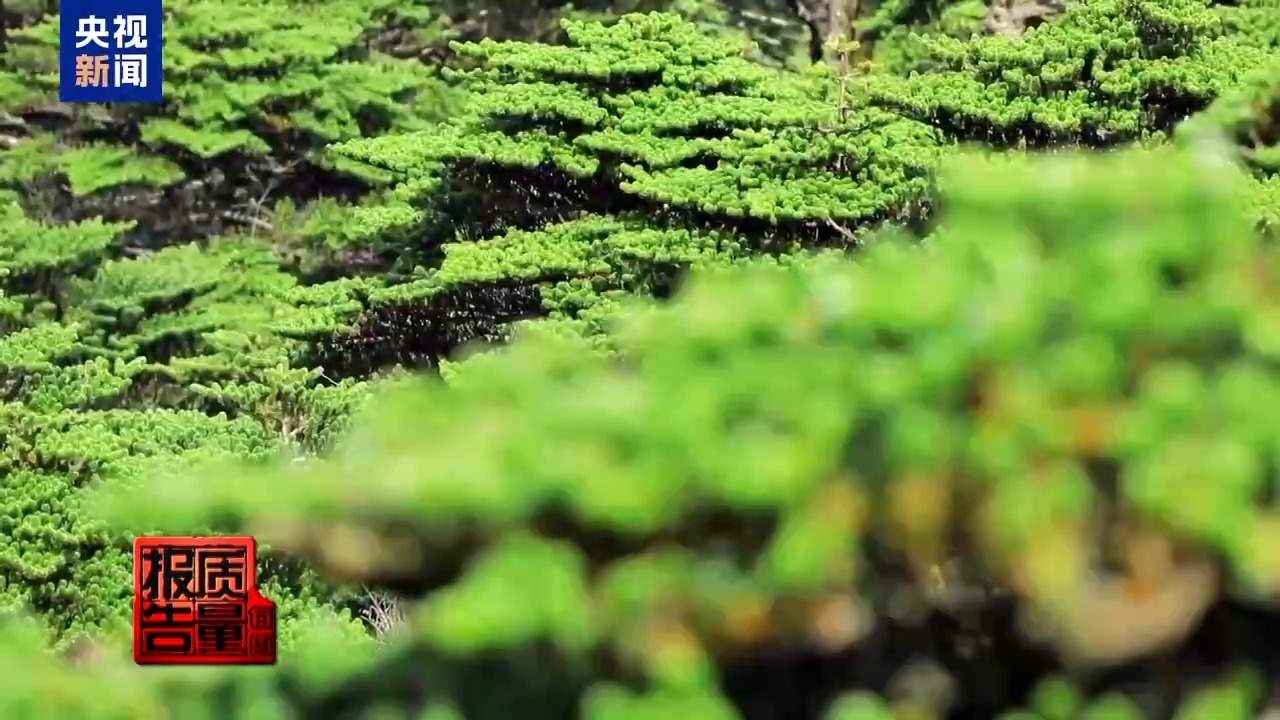 云南大理“采菌游”爆火 无序采摘已引发多起警情