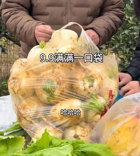 四川眉山“甘蔗哥”推出抓虫子换萝卜活动:元旦假期来了七八千人,20亩萝卜收完为止