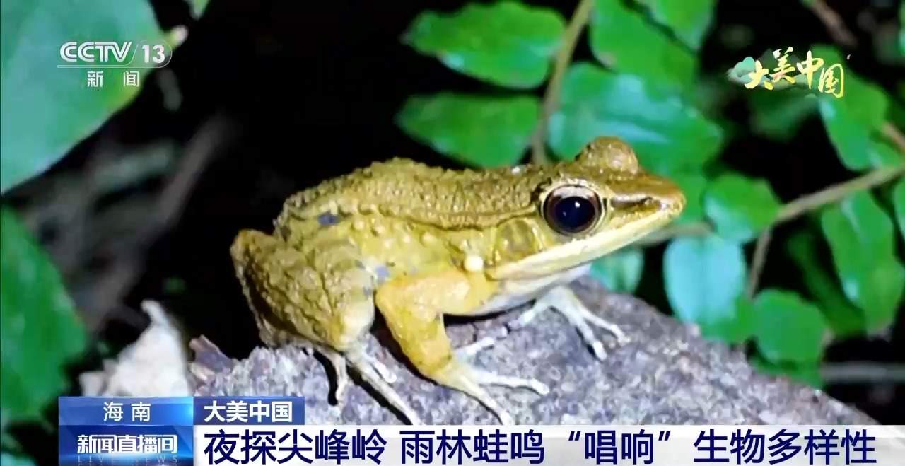 夜探尖峰岭 雨林蛙鸣“唱响”生物多样性
