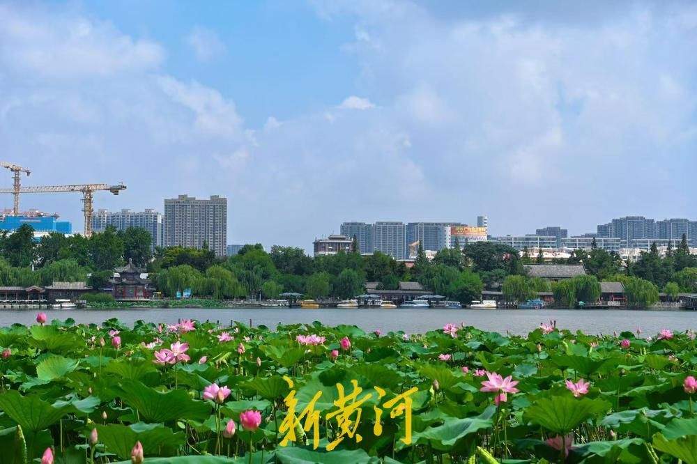 一年四季 泉在济南｜雨后泉城颜值爆表 大明湖蓝天白云荷景如画